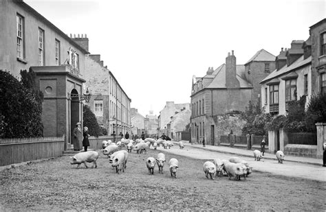 Bring In The Pigs Friar Street In Youghal Co Cork Ireland C 1900