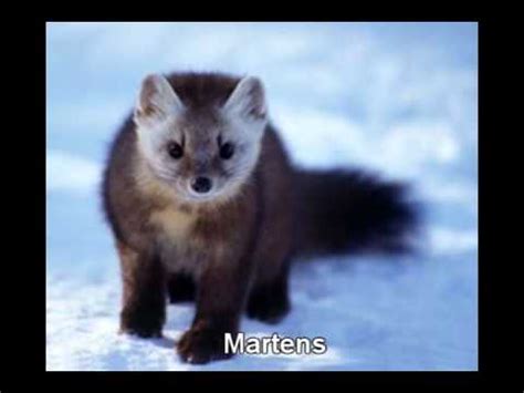 Start studying northwestern coniferous forest. Evergreen Coniferous Forest - YouTube