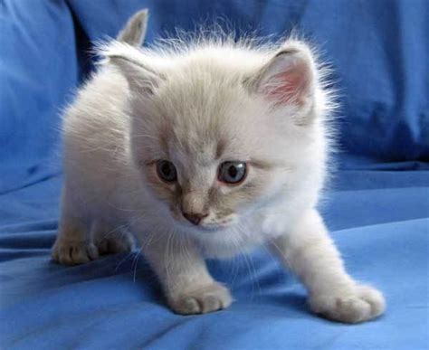 She is all white with blue. Male blue lynx point Siberian kitten Bailey | Seacliffe ...