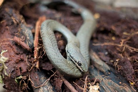 White Lipped Whip Snake That Has Eaten Itself To Death Mildlyinteresting