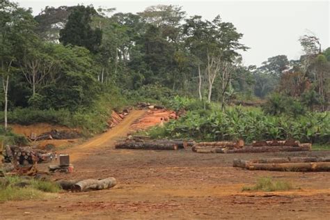 Equatorial Guinea Increases Protected Forests By 63 Percent Shows New