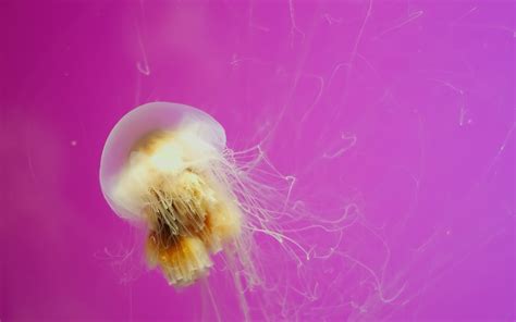 Wallpaper Creature Jellyfish Pollen Pink Swimming Biology Color