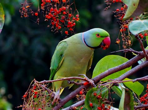 Green And Red Beak Bird On Grey Branch · Free Stock Photo