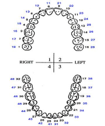 Dental Tooth Numbering Chart