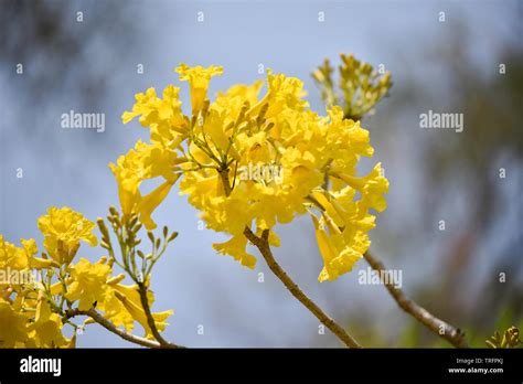 Yellow Flowers Tree Tabebuia Spectabilis Goldentree In The Park Stock