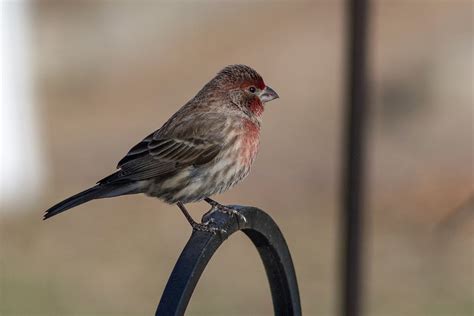 Maryland Biodiversity Project House Finch Haemorhous Mexicanus