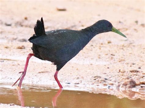 Polla Negra Ebird