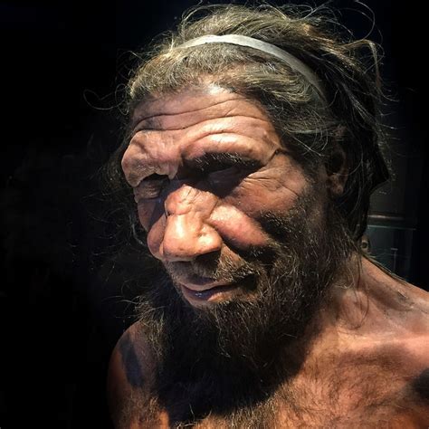 Difference Between Homosapien And Neanderthal Compare The Difference