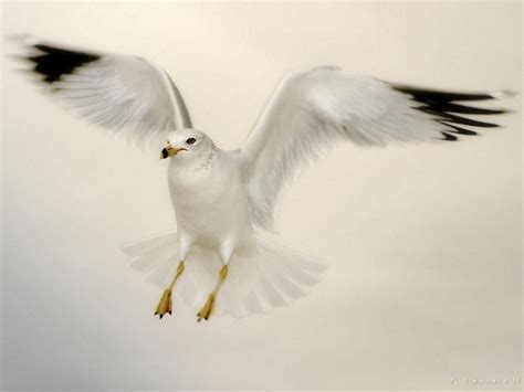 Flying Dove Wallpapers Hd Wallpapers Id 4978