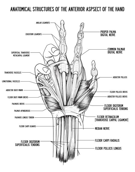 Anatomy Of The Hand — Atlas Axis