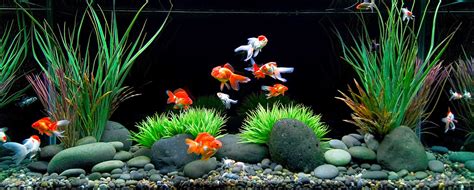 Ikan guppy sangat cocok dijadikan ikan hias akuarium kecil. Cara Memilih Hiasan Untuk Akuarium | Akuarium Mas Koki