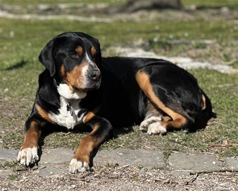 Großer Schweizer Sennenhund Rüde 7 Jahre Tricolor