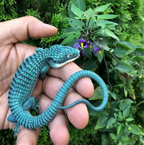 A wide variety of easy pet reptiles options are available to you, such as material, feature, and closure type. Pin by Scientist T on Reptiles and Amphibians | Cute ...
