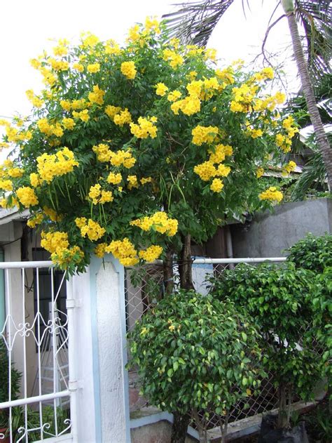 Prune yellow bells shrubs after the last blooms fade in late spring or early summer. Yellow bells - this one was trained into a tree shape ...