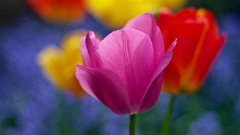 Cuál Es El Color Ideal De La Flor Para Tu Jardín