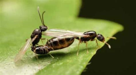 ᐉ Qué pasa si se mata a la hormiga reina Hormigas Gratis