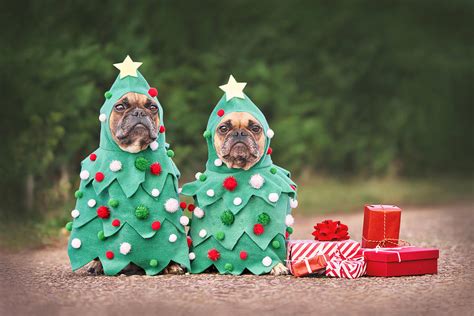 Funny French Bulldog Dogs Dressed Up As Christmas Trees Photograph By Firn