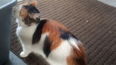 My Cat 😻sweetie Belle She Is Saying Peekaboo 🙈 Youtube