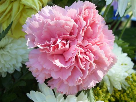 Flower Photography Carnations