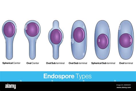Location Of Bacterial Spores Types Of Endospores Endospore Structure
