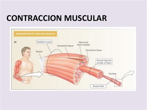 Contracción Muscular
