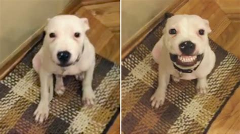 Say Cheese Rescue Dog Offers Up Smiles On Command In