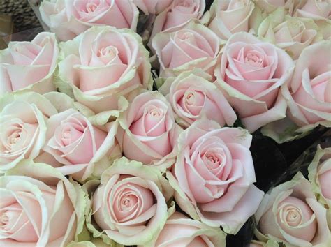 Classic Sweet Avalanche Pink Roses Sweetpea Florist Blandford Forum