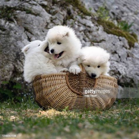 Samoyed Puppy Photos And Premium High Res Pictures Getty Images