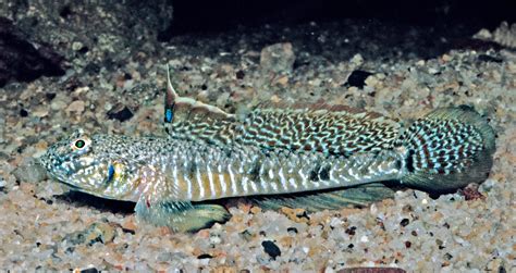 Favonigobius Lateralis Macleay 1881 Southern Longfin Goby