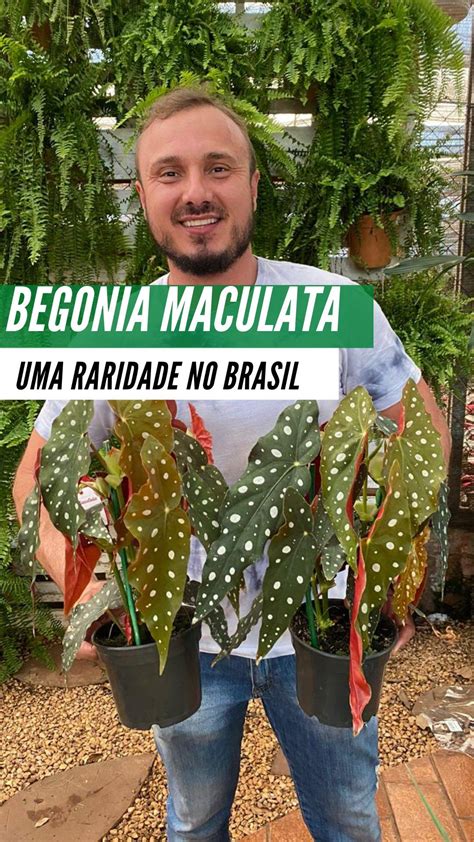 Topo 95 Imagem Planta Begônia Maculata Vn