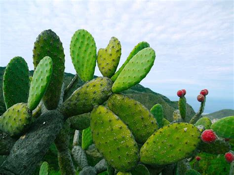 13 Weeds Plants And Cacti You Can Actually Survive On Off Grid World