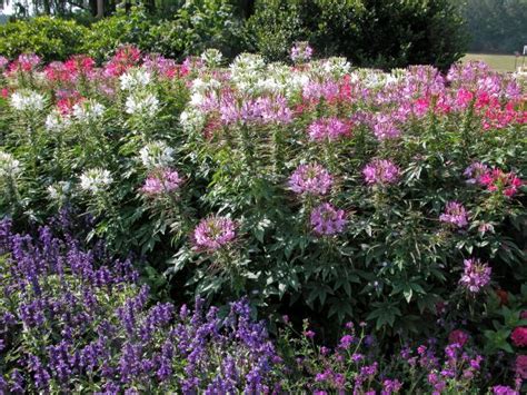Deer Proof Flowers And Shrubs 15 Beautiful Deer Resistant Shade Plants To Grow In Your