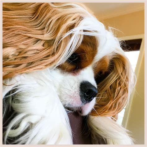 Pin By Andrea Perry On Dougal The Cavalier Cavalier King Charles Dog