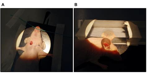 Intravital Microscopy And Thrombus Induction In The Earlobe Of A