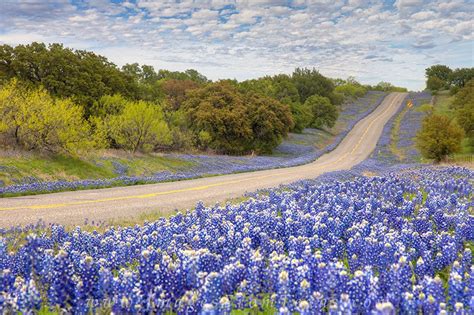 Helpful tips about your safety when taking photos of bluebonnets and wildflowers in central texas. Texas Wildflowers Are A Thing And They Are Beautiful