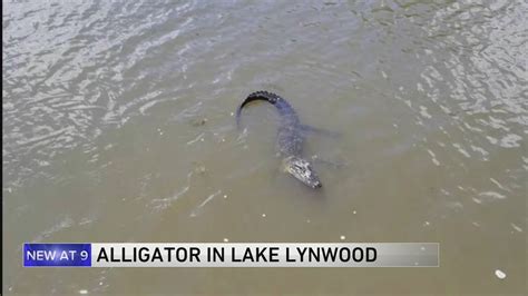 Lynwood Officials Trying To Capture Alligator From Small Lake Youtube