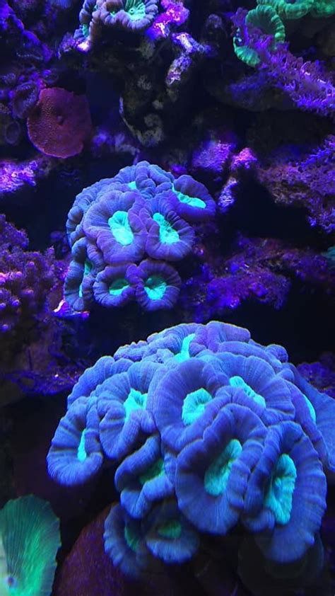 Pin By Tas On Amazing Lps Corals Coral Reef Aquarium