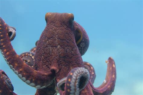 Day Octopus Off Kona Big Island Hawaii Stock Image Image Of Hawaii