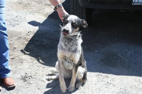 Humane society of the palouse in moscow, id. Adopt Patches on | Dogs, Animal rescue, Shepherd mix dog