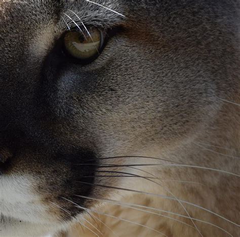 Eye Of The Cougar Photograph By Lkb Art And Photography Fine Art America
