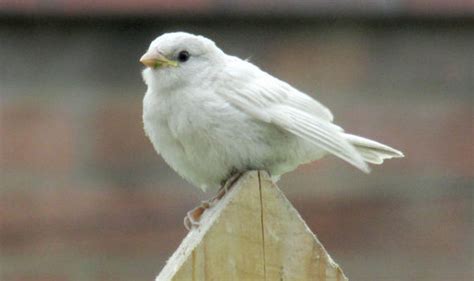 Rare White Sparrow Snapped In Wales Nature News Uk