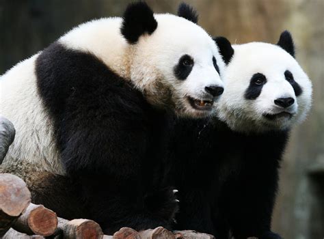 Tiger And Panda Numbers Rise In Landmark Year For Conservation The