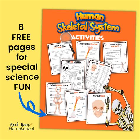 Human Skeletal System Activities Rock Your Homeschool