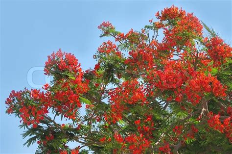 Maybe you would like to learn more about one of these? Blossoming tropical tree Royal ... | Stock image | Colourbox