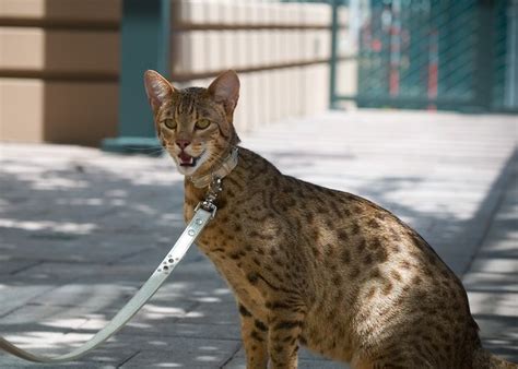 the ashera cat flickr photo sharing chat toyger toyger cat serval american wirehair