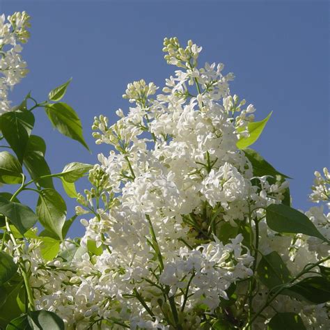 Syringa X Hyacinthiflora Angel White Angel White Lilac From Prides