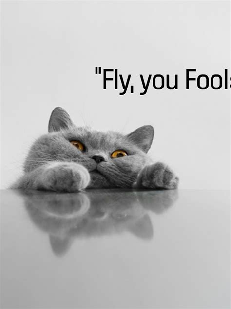 Free Download Cat Meme Quote Funny Humor Grumpy 125 Wallpaper 1920x1080