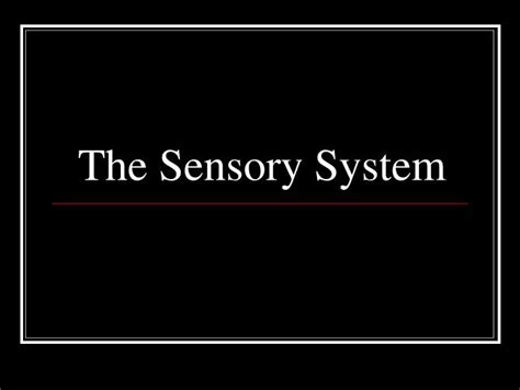Ppt The Sensory System Powerpoint Presentation Free Download Id484812