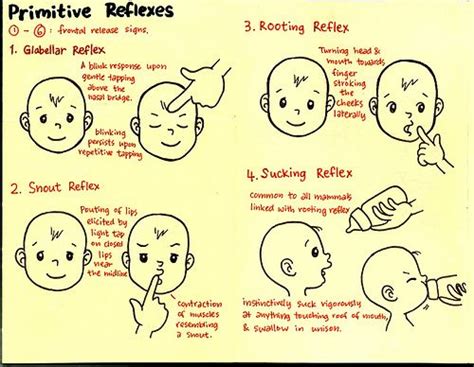 The Primitive Reflexes Primitive Reflexes Pediatric Physical Therapy