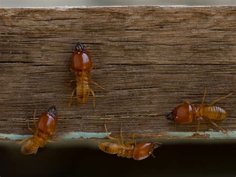 Termites Damage Home Pest Control Jt Fumigators
